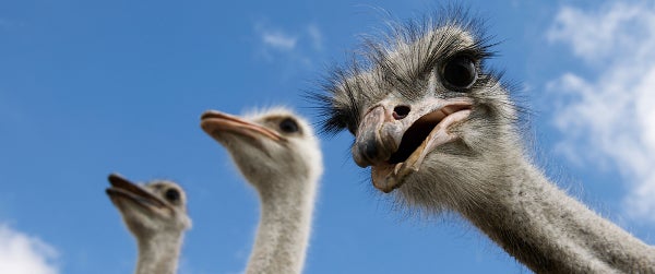 CIOs can no longer be ‘ostriches’