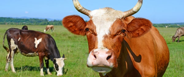 New project to develop wearable technology for cows