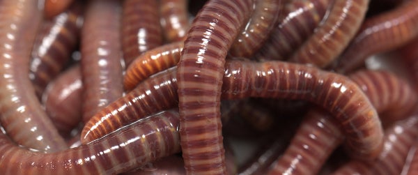 Everything you need to know about the Sasser worm