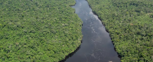 How IBM plans to save the Amazon rainforest