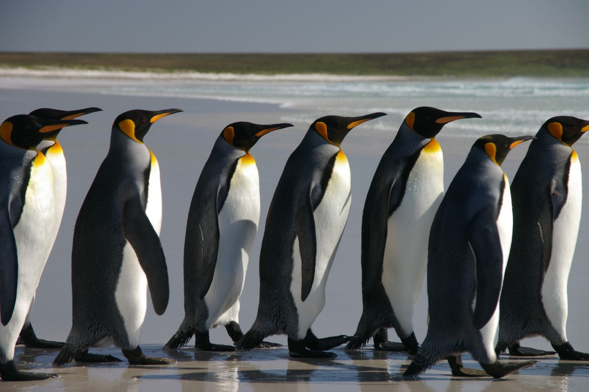 Smart cars and penguins: more alike than you'd think