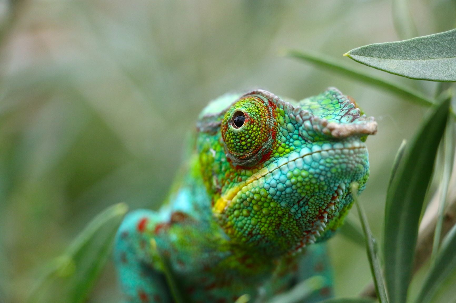 "Chameleon" Fraudsters Exploiting Companies House: Are New ID Proposals the Answer?