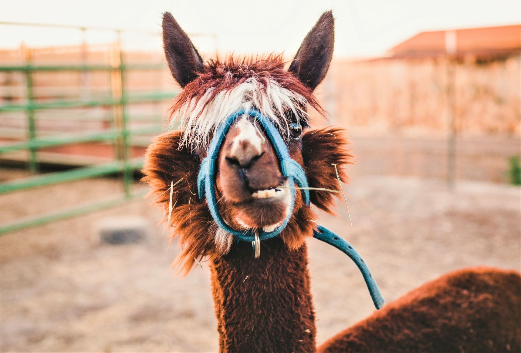 "Alpaca it in for Life on the Farm" - Monzo Co-Founder Heads for Greener Pastures