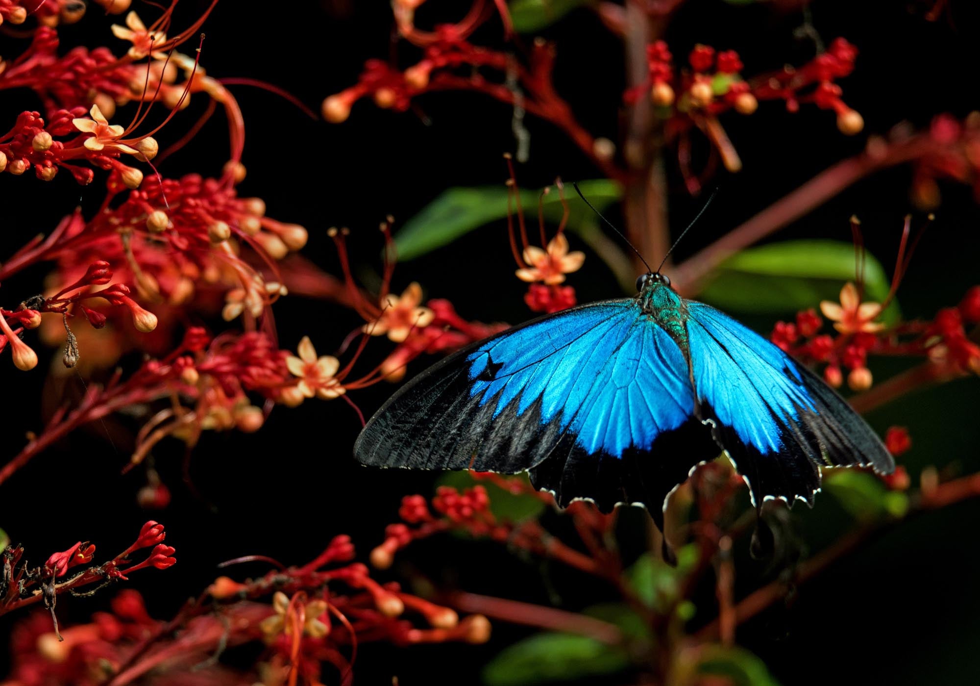 How to Avert the Chaos of the Digital Transformation Butterfly Effect