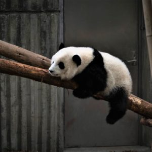 panda security