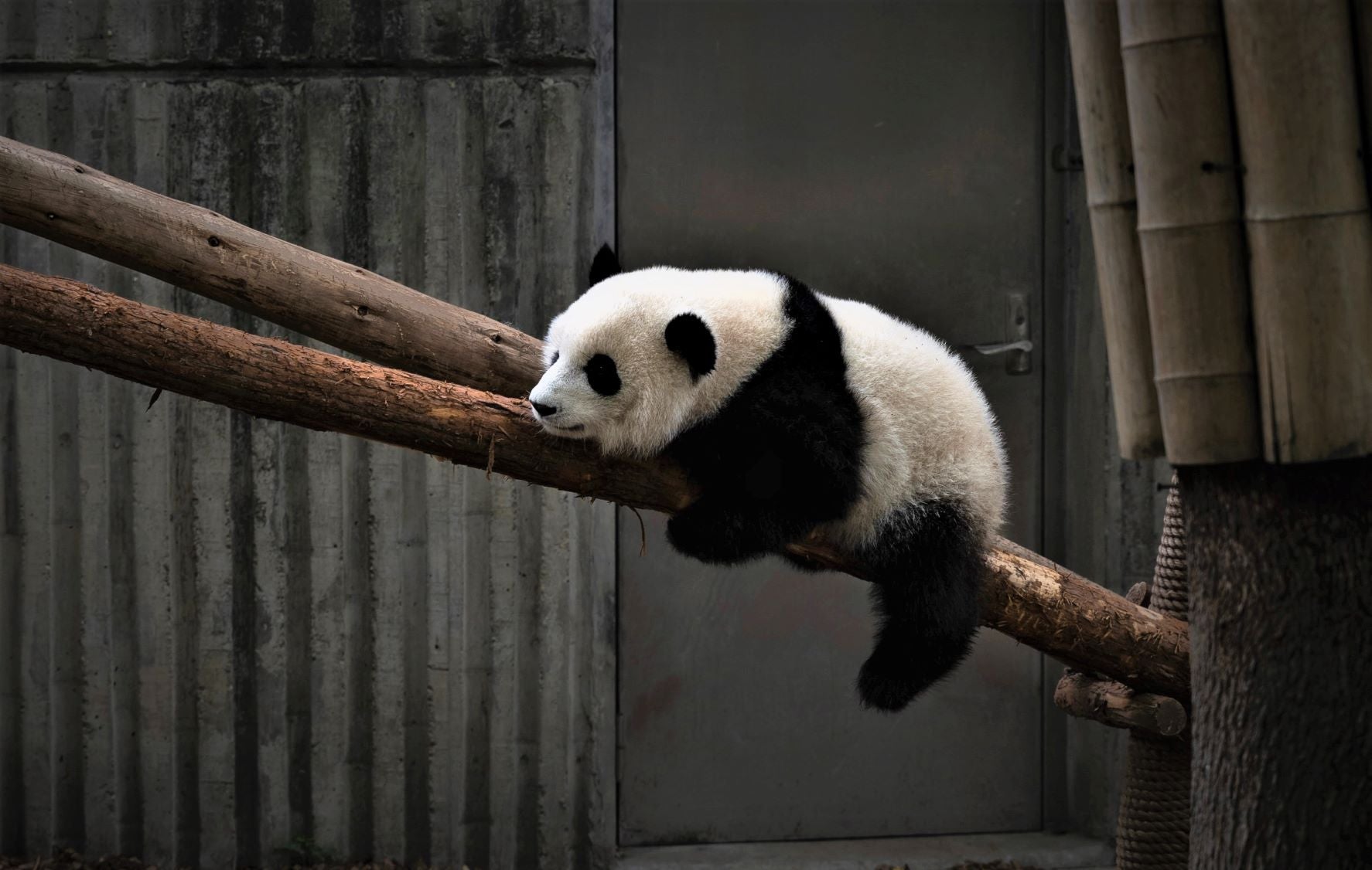 Panda Security Turns 30; Brand Set for Extinction After WatchGuard Buyout