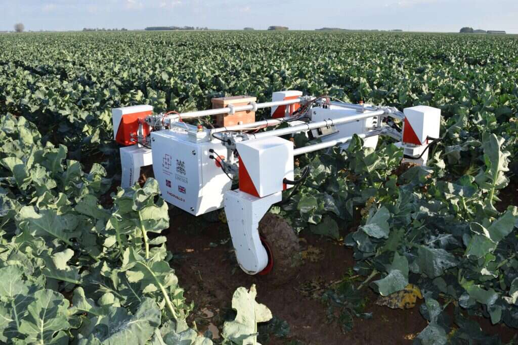 AI-powered robot in a vegetable field. 