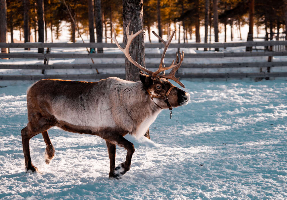 A reindeer wanders in the snow near Kiruna